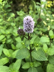 Mentha × piperita