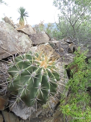 Ferocactus echidne