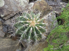 Ferocactus echidne
