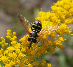 Chrysotoxum festivum