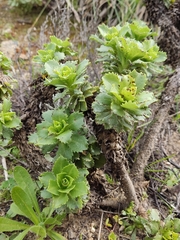 Haplopappus foliosus