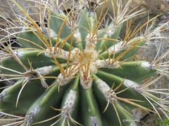 Ferocactus echidne
