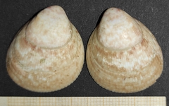 Laevicardium crassum