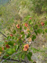 Paliurus spina-christi