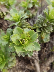 Haplopappus foliosus