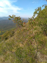 Paliurus spina-christi