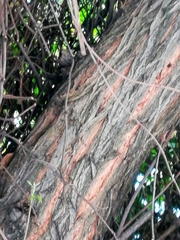 Robinia pseudoacacia