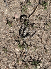 Pituophis catenifer sayi
