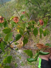 Paliurus spina-christi