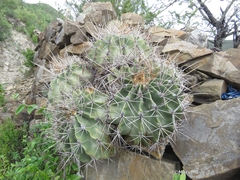 Ferocactus echidne