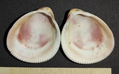 Laevicardium crassum