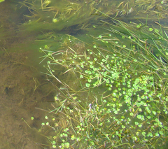 Hydrocotyle itatiaiensis