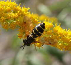 Chrysotoxum festivum