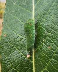 Papilioninae