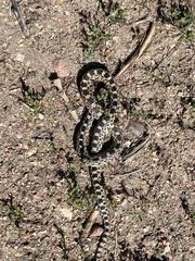 Pituophis catenifer sayi