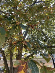 Aesculus × carnea