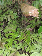 Microsorum pustulatum