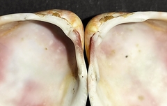 Laevicardium crassum