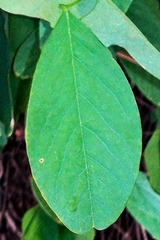 Robinia pseudoacacia