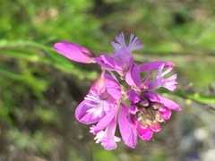 Polygala cretacea
