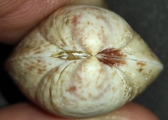 Laevicardium crassum