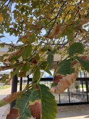 Aesculus × carnea