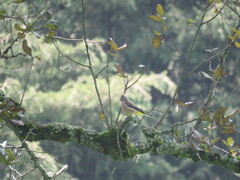 Ptiliogonys cinereus