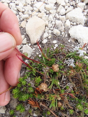Ursinia