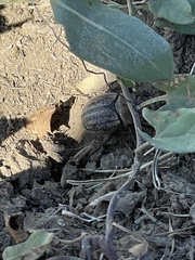 Phyllophaga lanceolata