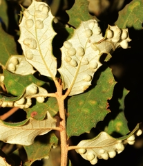 Dryomyia lichtensteinii