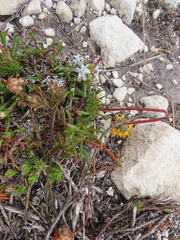 Ursinia