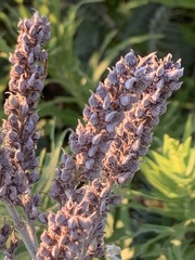Amorpha