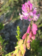 Polygala cretacea