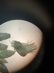 Antennaria plantaginifolia