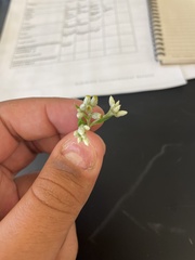 Antennaria plantaginifolia