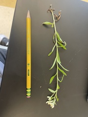 Antennaria plantaginifolia