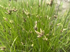 Bolboschoenus maritimus paludosus