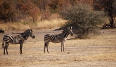 Equus quagga chapmani