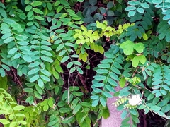 Robinia pseudoacacia