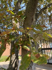 Aesculus × carnea