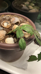 Schlumbergera truncata