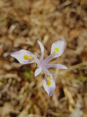 Moraea stricta