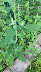Chenopodium album