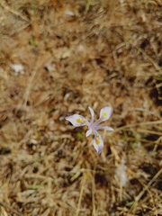 Moraea stricta