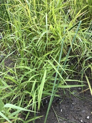Leersia oryzoides