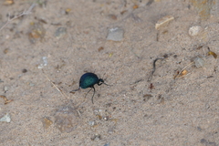 Cysteodemus wislizeni