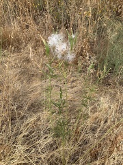 Asclepias fascicularis