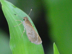 Callimormus saturnus