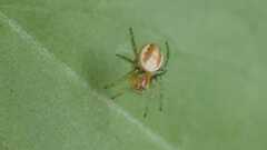 Araniella
