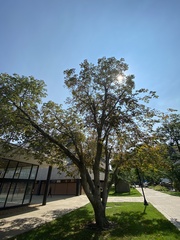 Aesculus × carnea